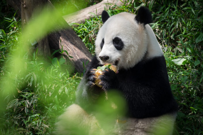 Panda