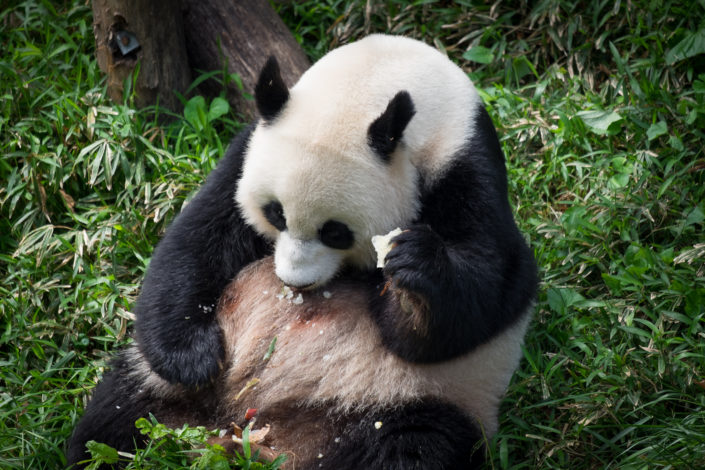 Panda