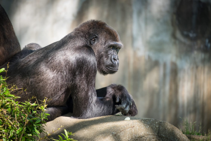 Gorilla