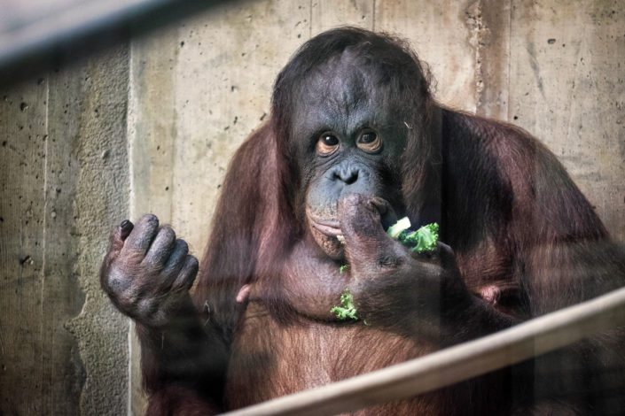 Orangutan