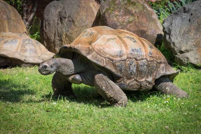Turtle